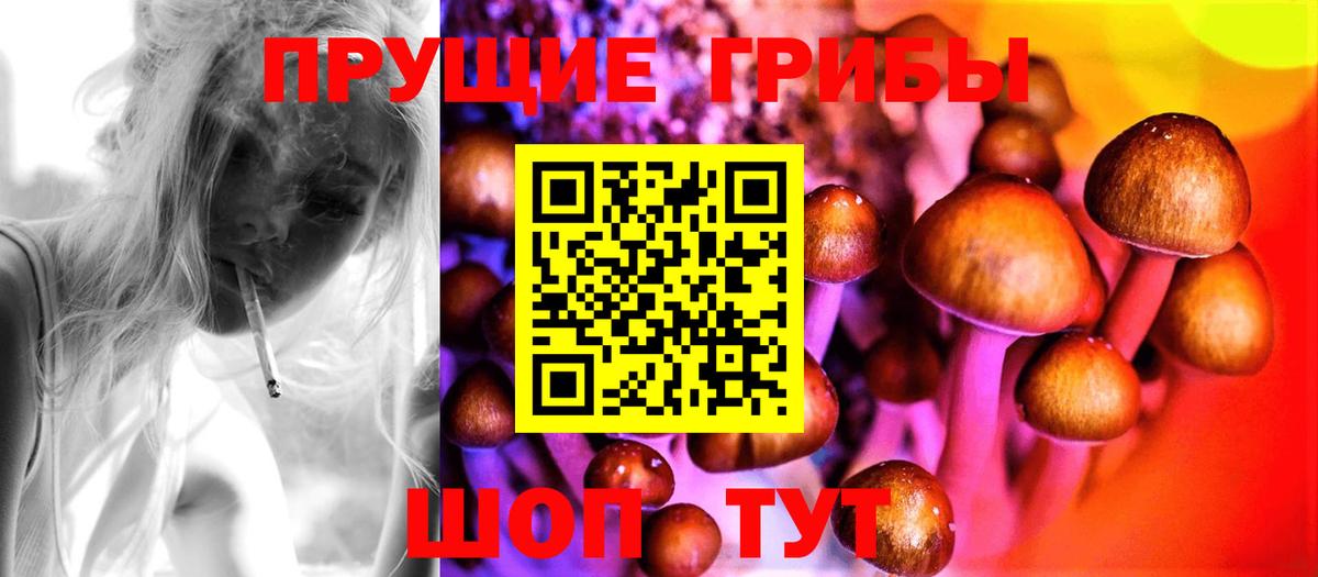 Галлюциногенные грибы Psilocybine cubensis Тверь